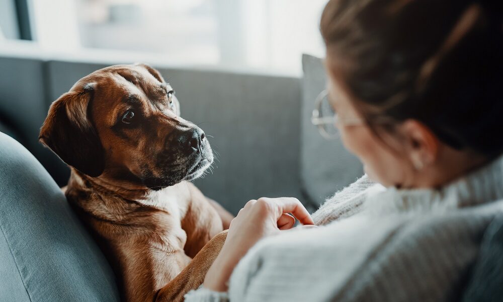ветеринарная клиника Vetcitypets
