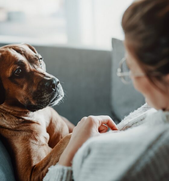 ветеринарная клиника Vetcitypets